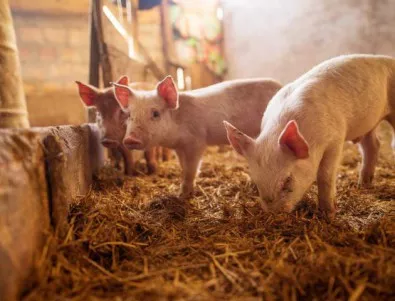 Чумата стигна и до ферма със 17 хиляди животни в Свищовско 