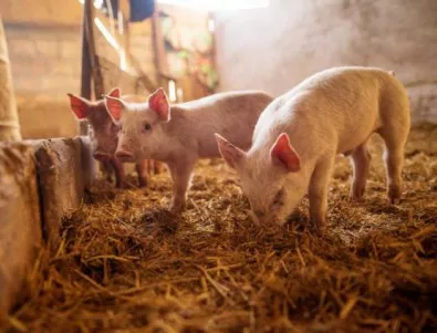 Свиневъди искат обявяване на бедствено положение в цялата страна, близо половин милион прасета са убити