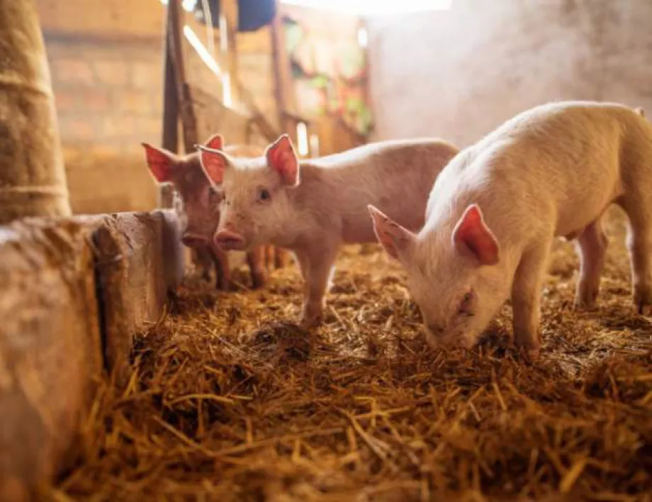 Още една ферма е засегната от чумата по свинете в Силистренско