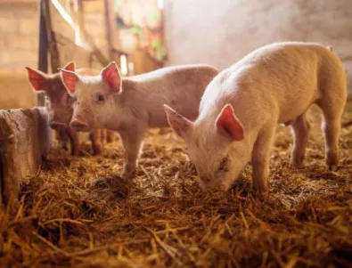 Кой е виновен за свинската касапница в България?