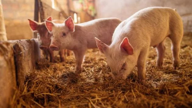 В Шуменско няма положителни проби за африканска чума по свинете