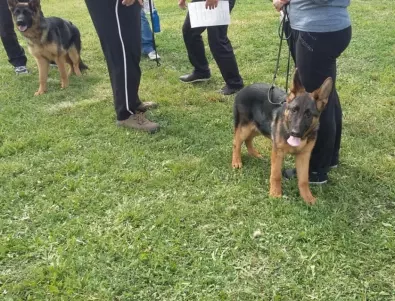 Отрова в кренвирши уби 5 кучета в София