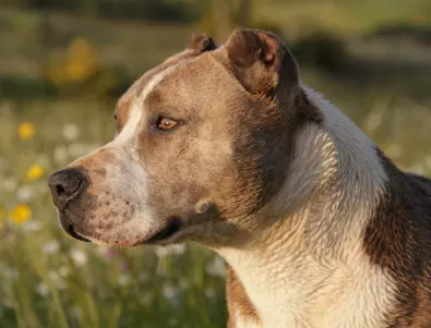 Питбули разкъсаха домашно куче във Врачанско