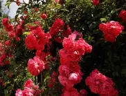 ТОП 5 съвета за поддържане на красиви розови храсти