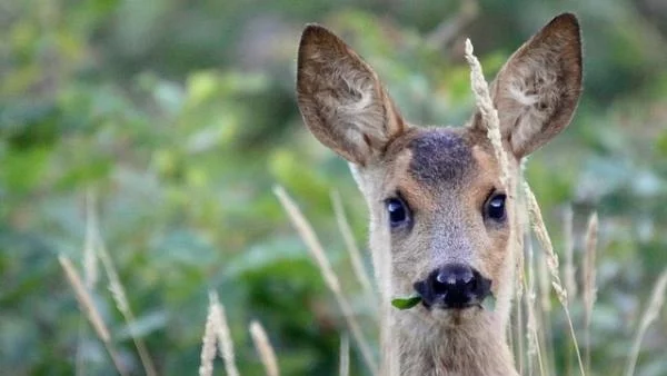 Родопчанин спаси две сърни и полетя в реката с кола, животът му е в риск