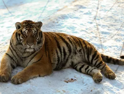 Снимка на амурски тигър победи в престижен конкурс