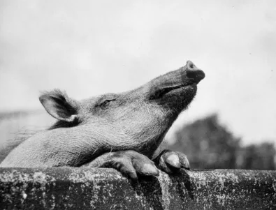 Ловци планират протести заради мерките срещу африканската чума по свинете