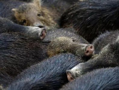 Барселона: Набезите на диви прасета стават все по-сериозен проблем (ВИДЕО)