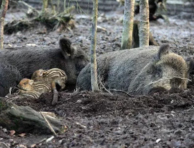 Избиват всички диви свине край Будапеща