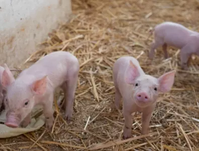 Германия със спешни мерки заради чума по свинете 