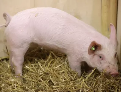 Великобритания разрешава ГМО прасета от догодина  
