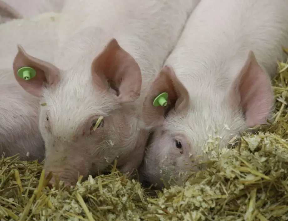 Потвърдиха африканска чума при четири диви свине в Панагюрище