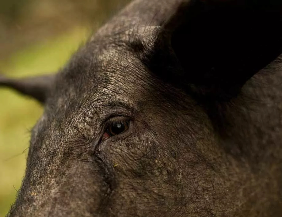 Депутатите промениха закон заради африканската чума по свинете
