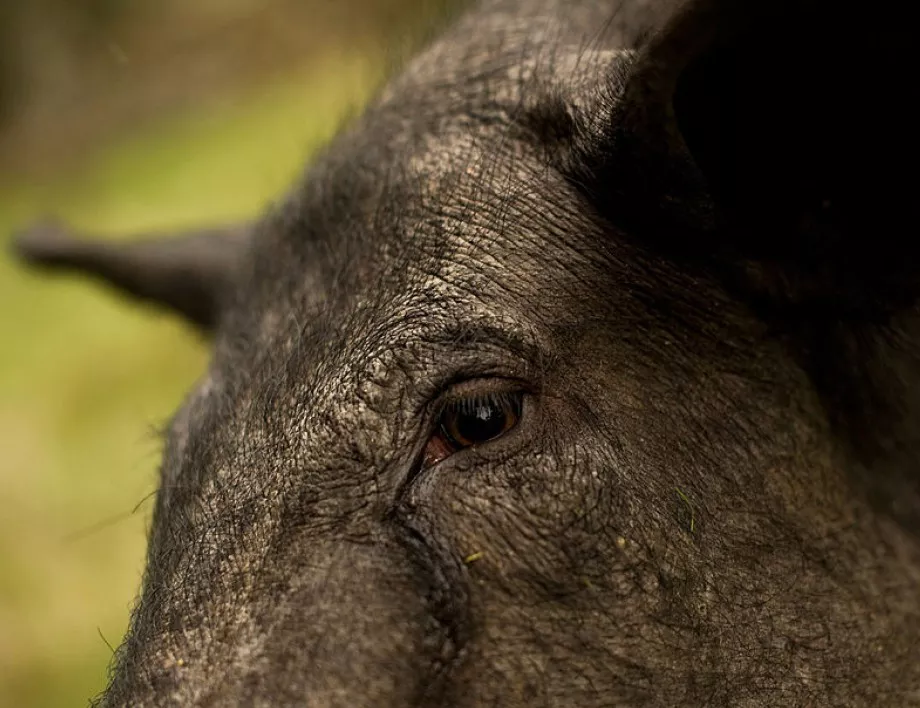 Нов случай на чума по свинете спря гроздобера в района на Сандански