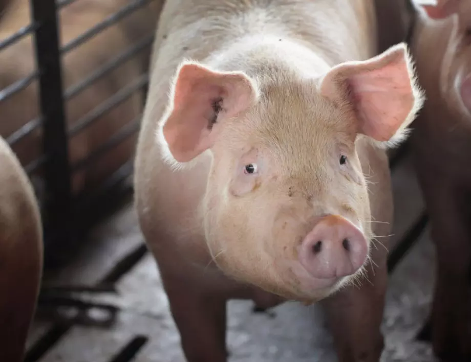 Потвърдено: Откриха ново огнище на африканска чума по свинете в Шуменско
