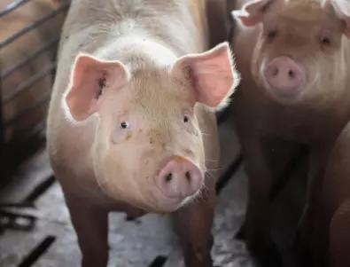 Отново случай на зараза с африканска чума по свинете в Босилеград