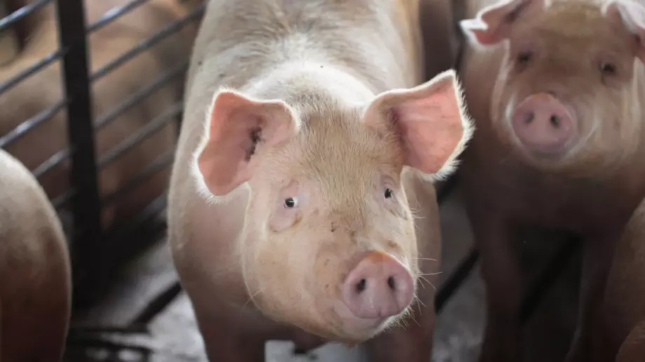 Отново случай на зараза с африканска чума по свинете в Босилеград