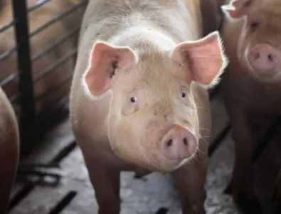 Свиневъди отново предупреждават за поскъпване на свинското месо