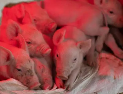 Отменят събора в Юндола заради ново огнище на чума по свинете 