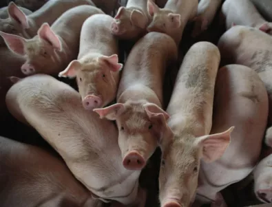 Африканската чума по свинете стигна до Филипините 
