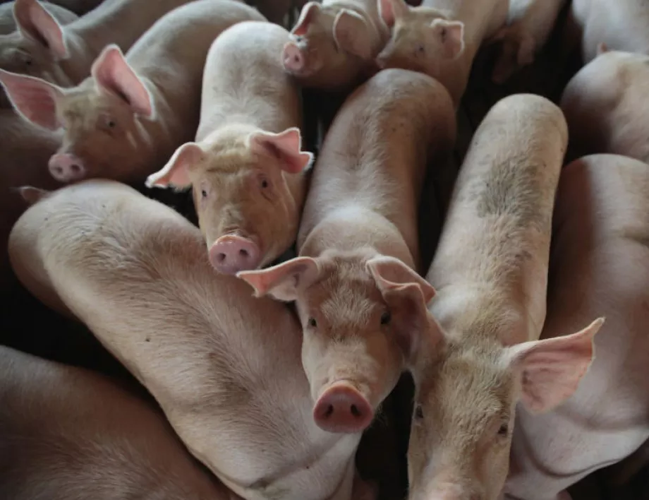 МЗХГ с нови правила за отглеждане на свине и птици заради африканската чума