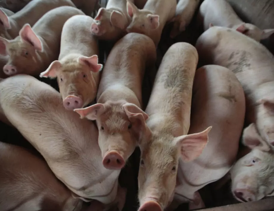 Нов случай на Африканска чума по свинете е регистриран в Добричко