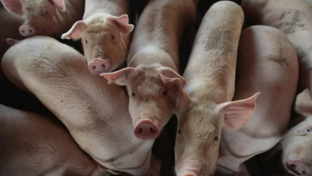 Свинекомплексът в Голямо Враново пак почва да работи, директорът смята, че свинското трябва да поевтинее