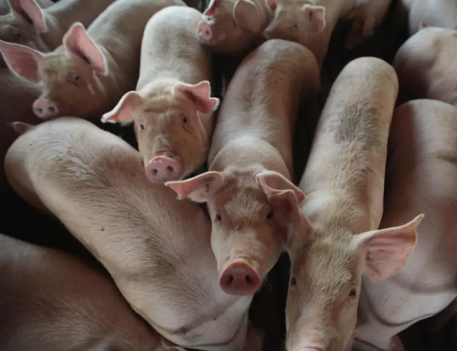 Откриха огнище на Африканска чума по свинете във Варненско 