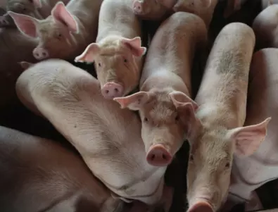 САЩ: Успешно трансплантираха на човек бъбрек от генномодифицирана свиня 