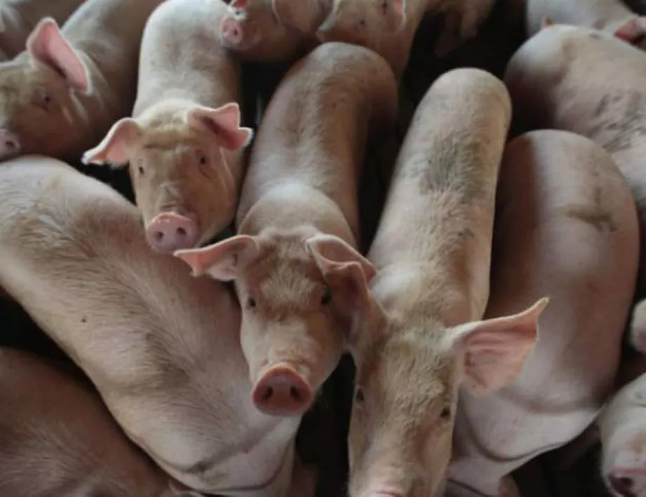 Временна забрана за внос на свинско от Сърбия в Босна и Херцеговина