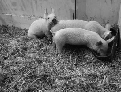 Започва изплащането на обезщетения за умъртвени прасета в Стара Загора 
