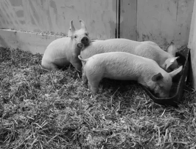 Полски фермер бе убит от свинете си