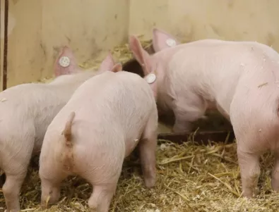 Китай пуска на пазара 10 хил. т свинско от резерва заради чумата 