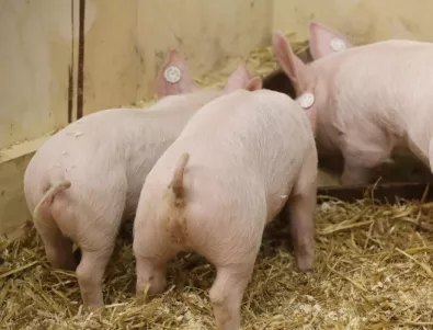 Две нови огнища на чума по свинете в Шуменско 