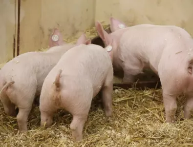 Чумата унищожи половината стада с Източнобалканска свиня в Шуменско