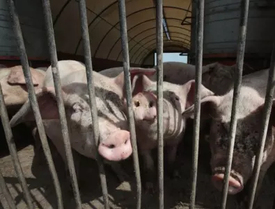 Заради африканска чума тръгва умъртвяване на десетки хиляди прасета в Шуменско