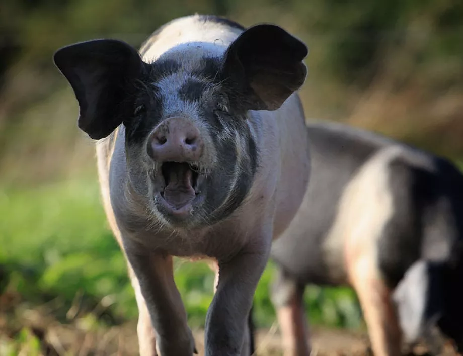 Нов случай на африканска чума по свинете във Видинско 