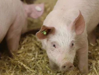 Китайски учени разгадаха структурата на Африканската чума по свинете