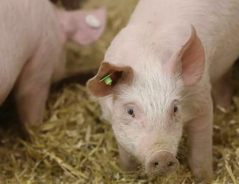 Китайски учени разгадаха структурата на Африканската чума по свинете