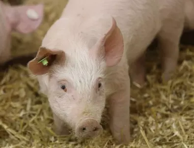 Откриха африканска чума във ферма с 40 000 свине