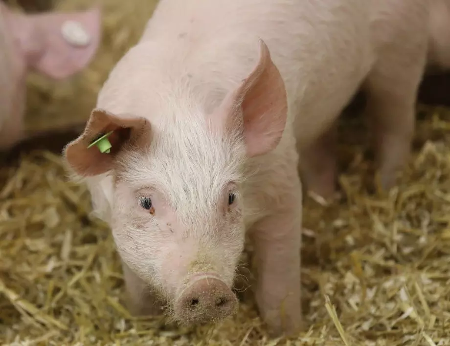 Откриха африканска чума във ферма с 40 000 свине