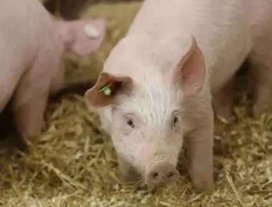 Агенцията по храните въвежда драконовски мерки заради свинската чума