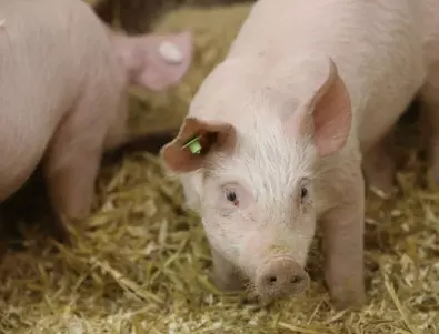 Европейската комисия облекчи ограниченията за търговия със свинско месо у нас