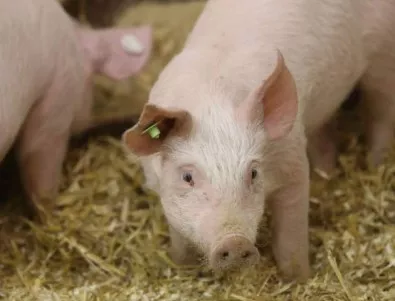 Свиневъди: Икономически интереси стоят зад масовото клане на прасета