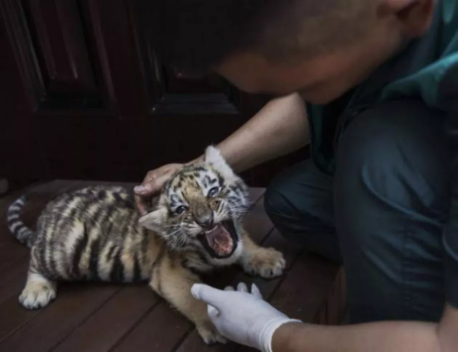 В Австрия откриха бебета тигри във ваната на апартамент