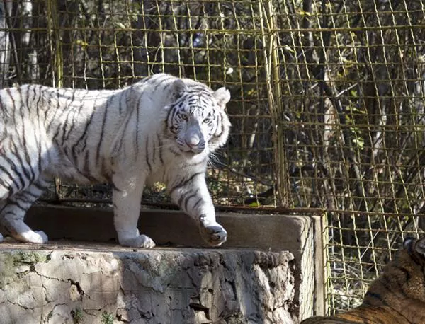 Одобриха финансирането но проекта за зоопарка в Стара Загора