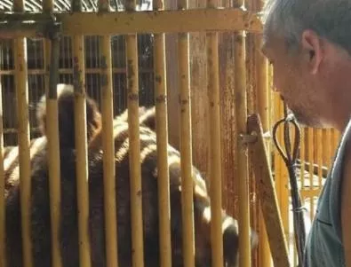 Почина една от последните обитателки на пловдивския зоопарк - мечката Габриела