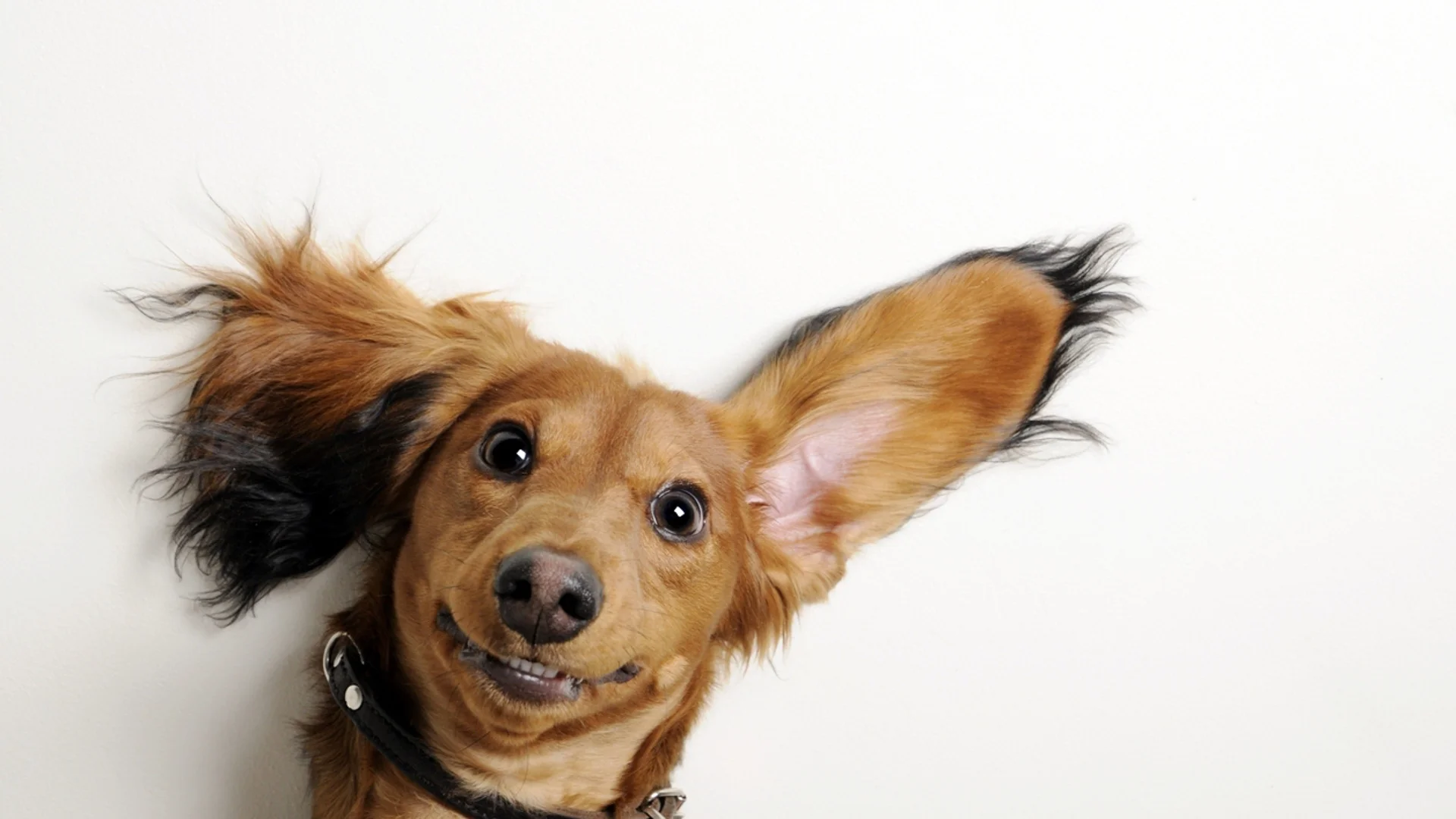 Почистване на ушите на куче - за какво да внимаваме