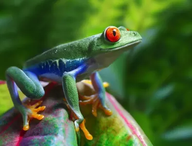 Учени кръстиха нов вид жаба на Led Zeppelin