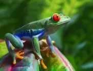 Проучване: Жабите могат да изчезнат заради ненаситния апетит към жабешките бутчета - за близо 10 години са консумирани около 2 милиарда жаби
